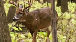 Bemidji State Students Keeping Tabs On Deer Population