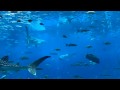 Whale shark duet, Ocean Voyager, Georgia Aquarium