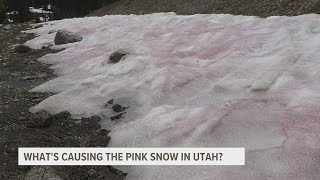 Pink-colored snow forms in Utah