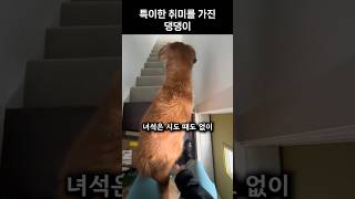 신나면 엉덩이를 흔드는 강아지🐶