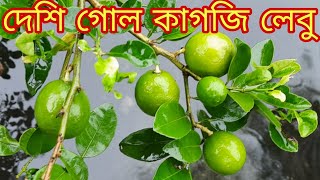 টবে কাগজি লেবু চাষ পদ্ধতি  | টবে লেবু চাষ পদ্ধতি | লেবু গাছের রোগ ও প্রতিকার ,লেবু পাতা কোকড়ানো রোগ