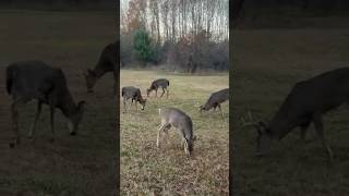 “Autumn Feast: A Herd of Deer Grazing in Harmony” #nature #wildlife #deer