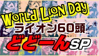 【世界ライオンの日🦁スペシャル動画】60頭のライオンたち！WORLD LION DAY どどーんSP☆Hello Japanese Lions