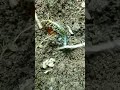 ngeri juga kalau ketemu hewan ini 😰😖 short video snailhunter