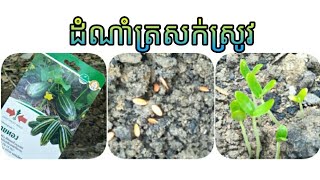 ដំណាំត្រសក់ស្រូវ - my agriculture