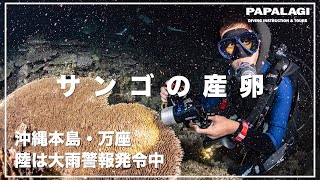 【ダイビング】大雨警報の中、サンゴの産卵を見にいく！沖縄本島ダイビング。