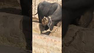 Buffalo#animals#petsvloging#youtubeshorts#foryou