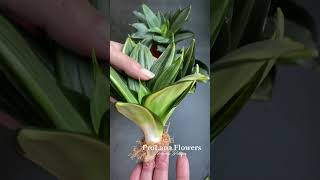 Сансевиерия Хани Грей / sansevieria hahnii grey. Видео-обзор сорта