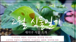 [2월 식물일기] #무늬마란타,유럽아이비,베멜하,핑크엔젤 피토니아,홍등화 등등