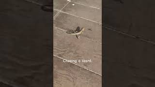 Chasing a lizard 🦎 #lizard #animals #wildlife #nature #subscribe #share #shorts #funny #fast #fun