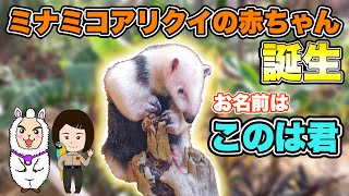 ミナミコアリクイの赤ちゃん誕生！お名前は『このは』です！【神戸どうぶつ王国】A baby southern tamandua was born