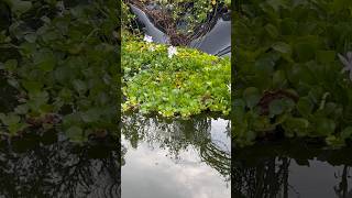 Water Hyacinth #hycinth #pond