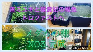 ふじやんメダカ　青ミユキと楊貴妃の稚魚　トロファストへお引越しです。