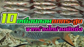 10เหยื่อปลอมตกกระสูบ | จากร้านไทบ้านฟิชชิ่ง