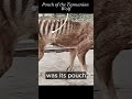 Both male and female Tasmanian Tigers had a Pouch!