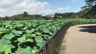 【不忍池】上野公園