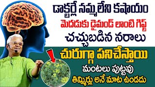 ఈ కషాయం దేవుడు ఇచ్చిన వరం ఒక్కసారి తాగితే నరాలు చురుగ్గా పనిచేస్తాయి | Benefits of Sadapaku Leaves