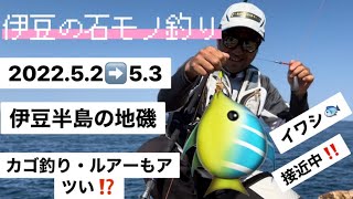 【伊豆の石鯛・イシガキダイ釣り】春の餌は⁉️仕掛けについて解説。初級者が地磯から釣り方は遠投で狙う。連休中のカゴ釣りで○○○も釣れてました、伊豆半島の最新釣果と最新イワシ予報♪も。