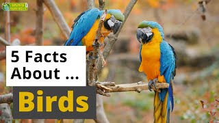 All About Birds 🦚️ 🐧🦅 - 5 Interesting Facts - Animals for Kids - Educational Video