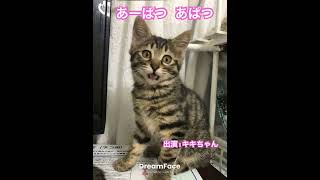 APTを歌う子猫 #保護猫 #shorts #cat #apt #kitten #あーぱつ #アパツ #あぱつ