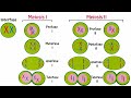 Meiosis Paso a Paso