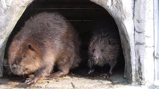 『アメリカビーバー』浜松動物園