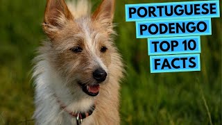 Portuguese Podengo - TOP 10 Interesting Facts