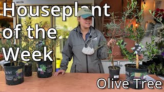 Olive Trees - Houseplant of the Week