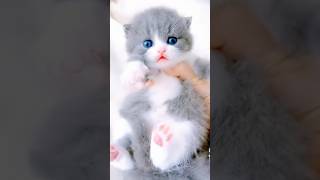 Which kitten do you think is the cutest?#cat #pets #cute