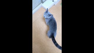 【猫動画】嫁が後ろをついてきてるか確認するロシアンブルー【russianbule】#shorts　　Russian Blue to see if the bride is following