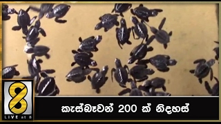 කැස්බෑවන් 200 ක් නිදහස්