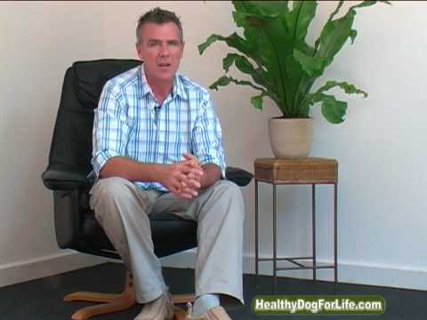 Dog Arthritis-How to Heal and Prevent Naturally Dog Arthritis-How to Heal and Prevent Naturally