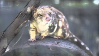 A spotted-tailed quoll yawns