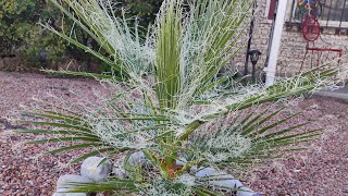 California Fan Palm ( Washingtonia Filifera )