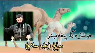 مامۆستا ڕەمەزان شکور باسی حوشترەکەی پێغەمبەر صالح(‏عليه السلام)-Mamosta Ramazan Shukr￼