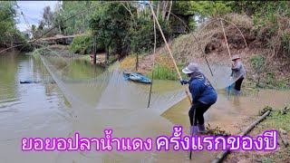 ยกยอปลาน้ำแดง ครั้งแรกของปี ฝนมาปลาก็มา