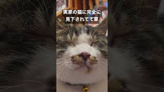 実家の猫に完全に見下されてて草