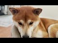 are shiba inus good family dogs 10 advantages and disadvantages of a shiba as a family pet