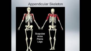 EXSC 281 Week 2: Axial & Appendicular skeleton and Muscular Anatomy part 1