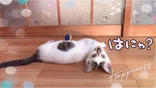 猫動画 保護子猫 甘えん坊が暴れん坊になりました🐾