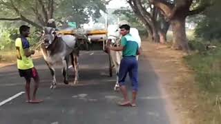 Ongolu Bulls siva reddy Bulls rambhotlapalem