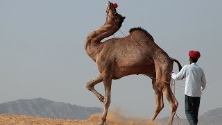 Camel Dancing Competition at Pushkar Cattle Fair, Rajasthan |Amazing Camel Dance at the Pushkar Mela