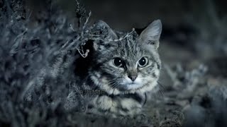 黑足猫的捕猎速度极快 Black-footed cats hunt extremely fast