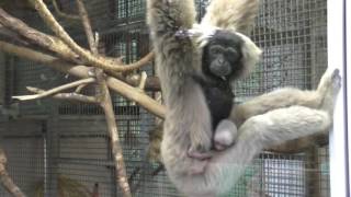 Pileated gibbon baby