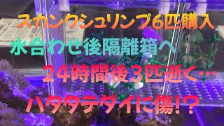 2023/4/3(月)スカンクシュリンプ6匹購入。