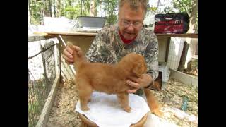 Toller Puppy, Baby Girl Becky, 5 weeks old