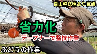 「ぶどうの作業」巨峰の整枝作業。テープナーでらくらく、省力化できます。