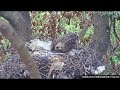 屏東黑鳶巢  特寫布丁玩耍 u0026 趴餅 close up of the pancake pudding pingtung black kite nest 20210502