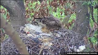 屏東黑鳶巢 - 特寫布丁玩耍 \u0026 趴餅 Close-up of the pancake, Pudding! - Pingtung Black Kite nest 20210502