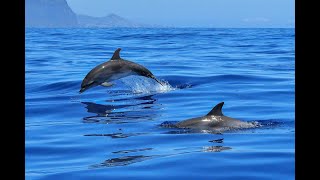 Healing songs of Dolphins & Whales | Deep Meditative Music for Harmony of Inner Peace